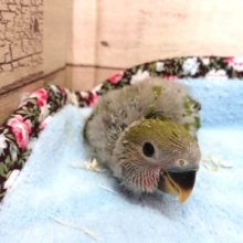 まったり系？かな　コザクラインコ　ノーマル　2021　４月９日