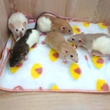 人気ですねっ！ラットの女のコ入荷です☆