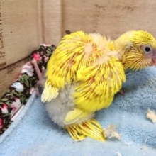 ほぼ真っ黄色～～セキセイインコ　ハルクィン～～