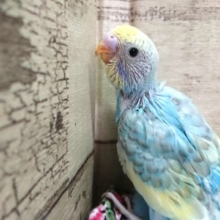 爽やかにいきまーーーすっ　セキセイインコ　レインボーパイドっ