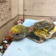 定番人気！！！コザクラインコ　タイガーチェリー～～