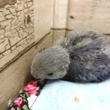 キレイです☆　コザクラインコ　バイオレット～～！