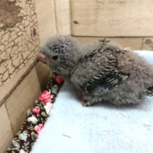 綿毛のカタマリと化していますが、サザナミインコです！