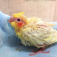 定番人気です☆　オカメインコ　ルチノー　2021　4月16日