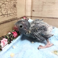 マメルリハインコ　女のコが来ましたよっ　2021　4月16日
