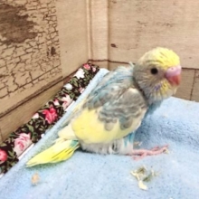 綺麗なコです☆　セキセイインコ　レインボーパイド　2021　4月16日
