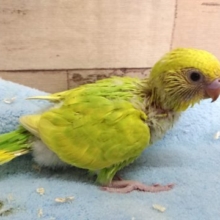 ご飯が一番！セキセイインコ　スパングルパイド　2021　4月16日