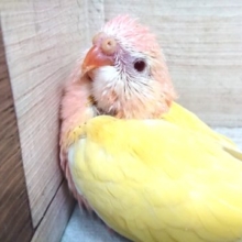超レアです！！！！ローズアキクサインコ　ルチノーで～す♪