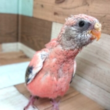 アピールの仕方が可愛い♪　ローズアキクサインコ～～　