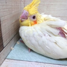 ある意味、不動！の人気☆　オカメインコ　ルチノーでｺﾞｻﾞｲﾏｽ
