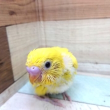 黄色の黒目さん！セキセイインコ　ダブルファクター、きました！！
