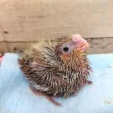 ぽーーーっとオカメインコ。　シナモンでｺﾞｻﾞｲﾏｽ～～