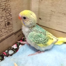 ｷﾚｲなコ。　セキセイインコ　パステルレインボーパイドになります。