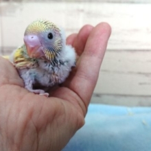 実際に会ってみて欲しいコです！セキセイインコ　パステルレインボーパイド