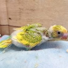走るの大好き！セキセイインコ　スパングルパイド～～