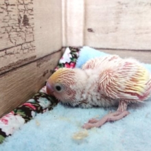 単色がお好きな方、たまらないかも。。セキセイインコ　クリーム～～