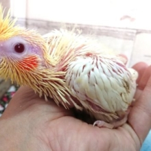 人気のオカメインコ～ルチノーになります～～