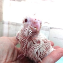 よろしくお願いします！　オカメインコ　ピュアホワイト～～