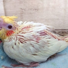 眠さの方が強い年ごろ　オカメインコ　ルチノー　2021　4月22日