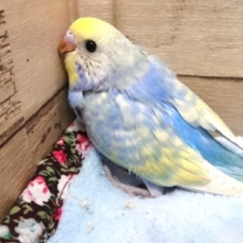 やや羽根が揃っています～　セキセイインコ　レインボースパングル　2021　4月22日
