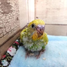 翼、バララっと～～セキセイインコ　スパングル　2021　4月22日