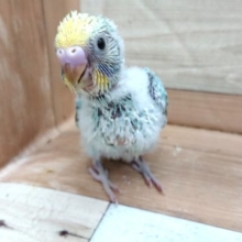 お迎え待ってます～セキセイインコ　パステルレインボー～～
