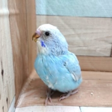 なかなか！ｷﾚｲ～～☆　セキセイインコ　スパングル～～