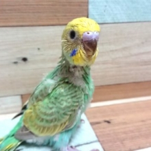 姿勢がｷﾚｲ☆ 明るいエメラルドカラーのセキセイインコ