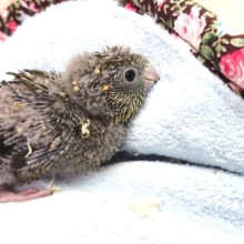 オリーブカラーのサザナミインコ～　落ち着きあります～