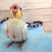 あ～♪　あ～ぁ～♪　ごはん！♪　オカメインコ　ルチノーですっ