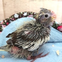 つんつんのーー　オカメインコ　ノーマルです♪