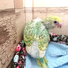 美～～☆　セキセイインコ　パステルカラーレインボースパングル