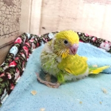 映えるイエロー！グリーンのスポットがｷﾚｲです　セキセイインコ　スパングル～～