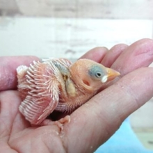 つぶらな瞳☆ 白文鳥のヒナでｺﾞｻﾞｲﾏｽ