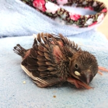目指すは！ベタ馴れ文鳥さん～　桜文鳥ですっ　2021　5月1日