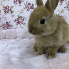 ミニウサギオレンジ在舎しております！！　４／２４投稿