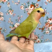 コザクラインコ～　シナモンカラーです　2021　4月16日