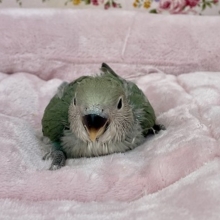 ちょっとシャイ?!　コザクラインコ“ブルーチェリー”のひな 2021.4/22撮影