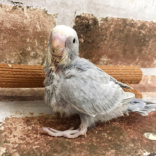 超ホヤホヤ最新画像♪セキセイインコ、ライラックカラーのコ来ましたっ