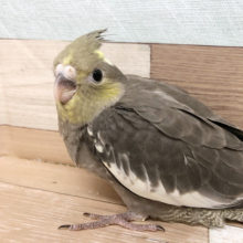 超ホヤホヤ最新画像♪頭だけパイドカラーのオカメインコノーマルヒナ(パステルチーク)ふ