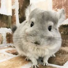 耳が小さめ！？可愛すぎるチンチラくん(バイオレット)