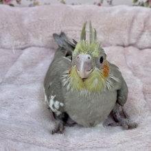 淡い色合いがステキです☆　オカメインコ“シナモン”のひな　2021.4/21撮影
