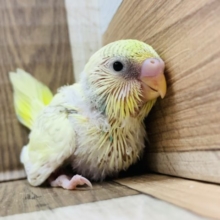 レアカラー☆セキセイインコ(ファロー系のクリームハルクイン)♪