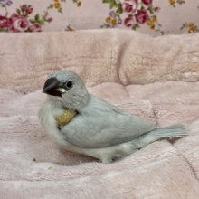 どや顔?! シルバー文鳥のひな　2021.4/14撮影