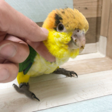 かきかき大好き♡ほわっとしちゃうシロハラインコ〜！