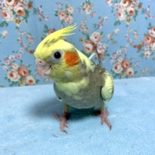 オカメインコ　パールパイドのヒナがやってきました！　2021　4月9日