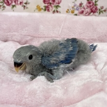 大人気カラーです！！　コザクラインコ“バイオレット”のひな　2021.4/22撮影