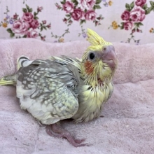 パールも良いですよ♪　オカメインコ“シナモンパール”のひな　2021.4/21撮影