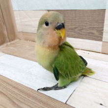 自己主張強い♡コザクラインコヒナ(オパーリン)