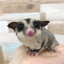 超ホヤホヤ最新画像☆甘えたい年頃なんです。。フクロモモンガ　ノーマル　男のコ～～